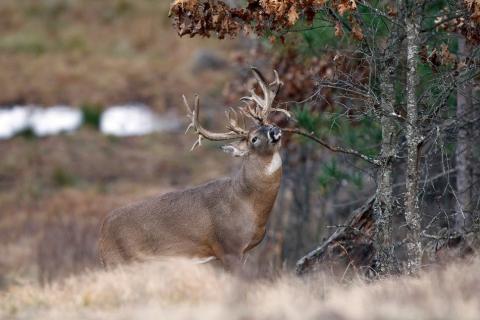 News & Tips: Getting Your Ground Blind Ready for Turkey Hunting...