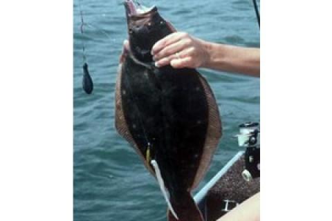 News & Tips: A Formula for Flounder You’ll Enjoy on the Water and at the Table...