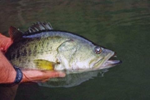 News & Tips: REMOVED - Headwaters for Prespawn Bass...