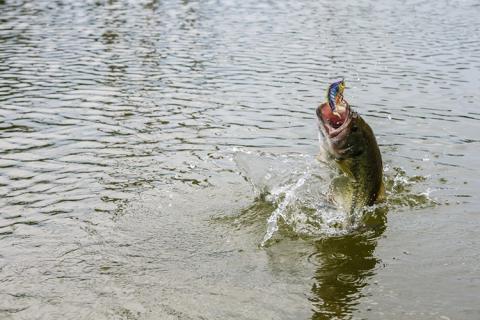 How to Catch Bass on Swimbaits Through the Spring - Game & Fish