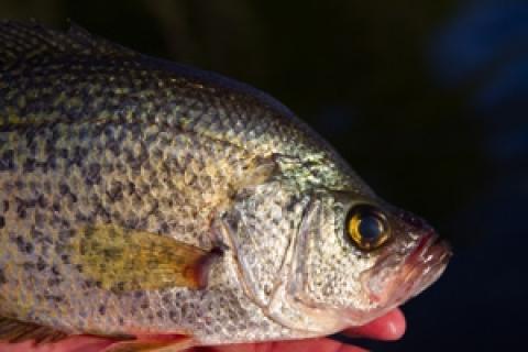 News & Tips: Put a Spin on Crappie Fishing: Try Spinnerbaits...