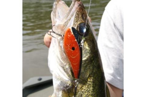 News & Tips: Break Tradition With Lipless Crankbaits for Warm Water Walleyes...