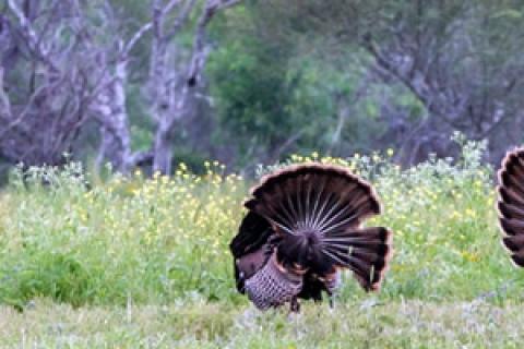 News & Tips: What Shot Angle Should You Take for Turkeys?...