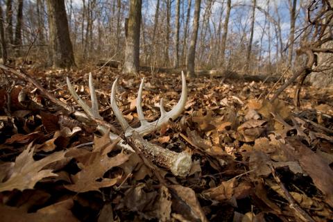 News & Tips: 6 Easy Tips for Shed Hunting Success (video)...