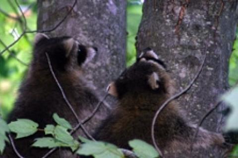 News & Tips: Handling Wildlife Camp Visits