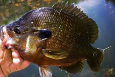 News & Tips: The 5 Best Lures for Big Bluegills
