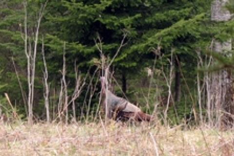 News & Tips: Traditional Archery: Game Plan for Turkeys...