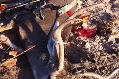 News & Tips: 2014 New Mexico Archery Mule Deer Season Recap...