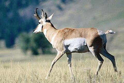 News & Tips: 8 Tips for Spot and Stalk Antelope Hunting...