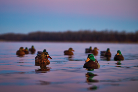 Bass Pro Shops Duck Decoys