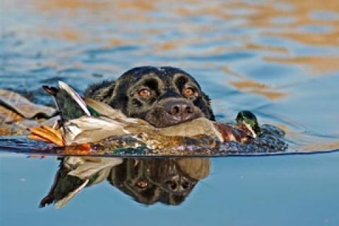 News & Tips: Big River Waterfowl Hunting Tips