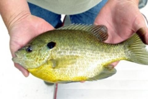 4 Hot Target Areas for Summer Panfish - Game & Fish