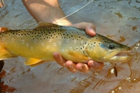 News & Tips: Inline Spinner Trout Fishing Tactics