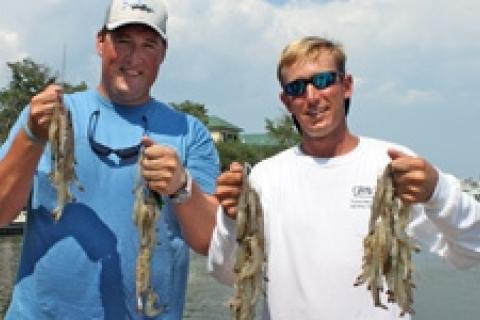 News & Tips: S.C. Shrimp Baiting Season Opens Sept. 13...