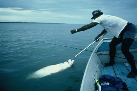 News & Tips: How to Catch a Tarpon on a Fly Rod