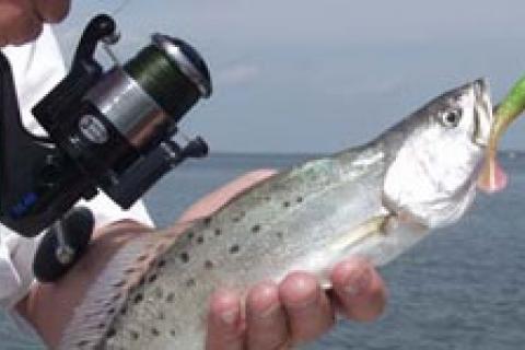 News & Tips: Choosing Saltwater Fishing Gear: Spinning or Baitcasting Reels...