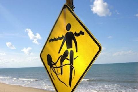 News & Tips: Headed to Salty Waters? Protect Yourself From Jellyfish Stings...