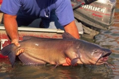 Coldwater Catfish Tips from The B'n'M Pros - B'n'M Pole Company