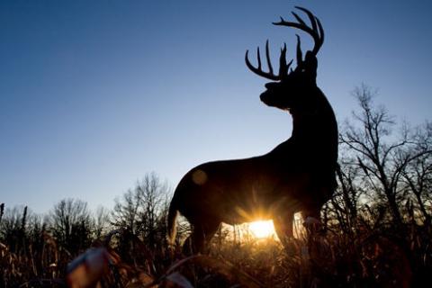 News & Tips: How Off-Season Deer Hunting with a Camera Can Help Next Hunting Season...