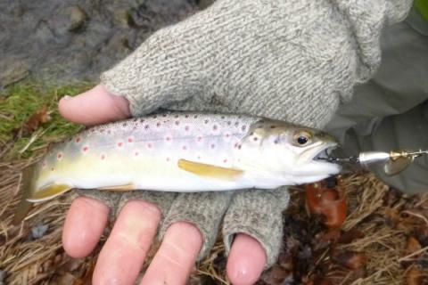 4 Reasons Spinners Out-Fish Flies for Winter Trout