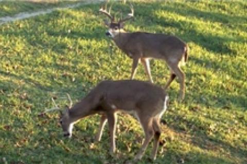 News & Tips: Pt. 1: Age - Managing Land to Yield Mature, Huntable Deer...