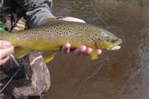 News & Tips: Trout - Fishing Tip