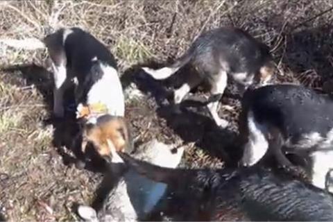 Pack of hunting beagles sniffing a dead rabbit