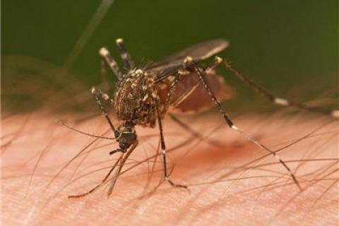 News & Tips: Are You a Mosquito Magnet?