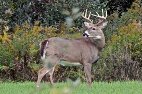 News & Tips: Confused by the Rut?
