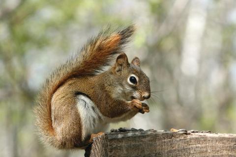 News & Tips: Bushytail Basics & Squirrel Hunting Tips...