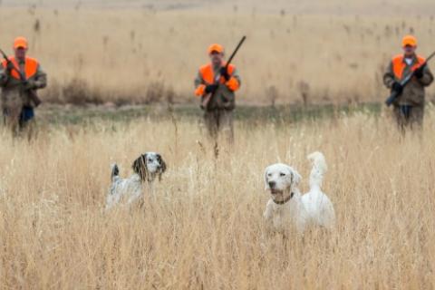 News & Tips: Keep Your Hunting Dog Healthy in the Field...