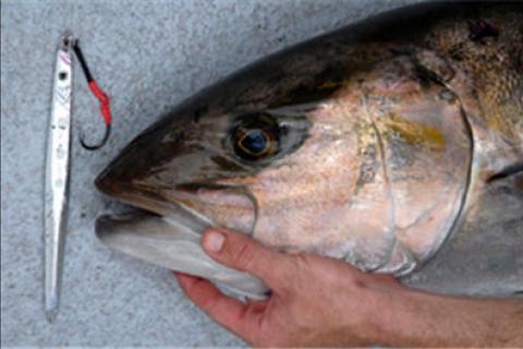 Three Tips for Catching Grouper on Jigs - Texas Fish & Game Magazine