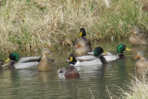 News & Tips: Ponds & Potholes: Taking Advantage of Late Season Duck Magnets...