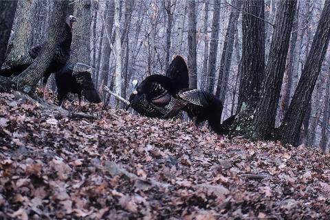 News & Tips: These are the Nine Top Spots for Spring Turkey Hunting...