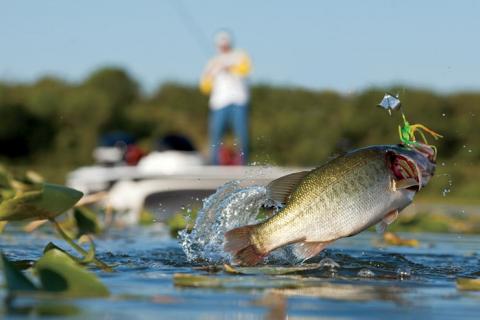  Fishing Buzz Bait For Bass