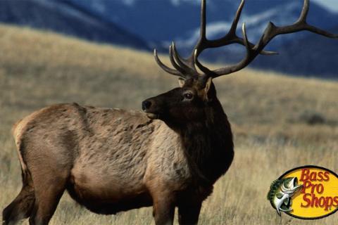 Large bull elk standing in a field