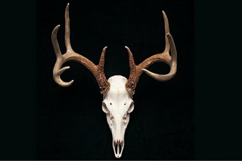 European Mount Whitetail Skull