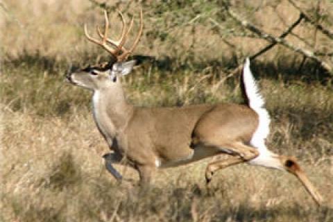 News & Tips: Windy Day? Tips to Make Sure It Doesn’t Screw Up Your Deer Hunt...