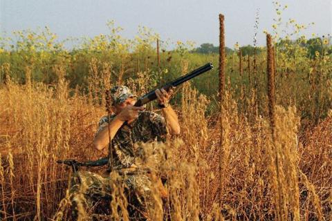 News & Tips: How To Use Structure for Dove Hunting