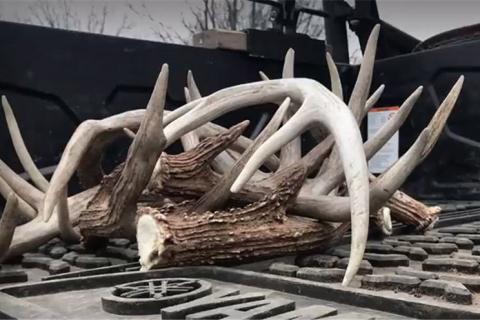 News & Tips: Shed Hunting Tips and Deer Habitat Improvements in Kansas  (video)...