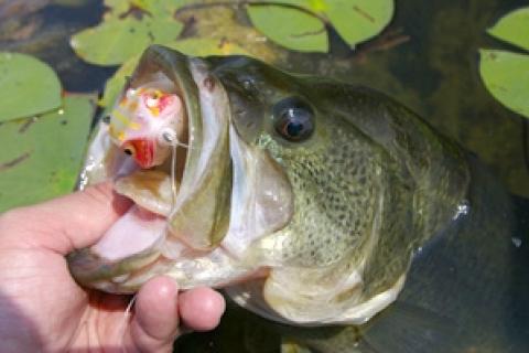 How to Catch Lunker Bass in Lily Pads