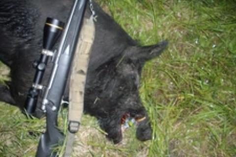 News & Tips: A Florida Hog Hunt