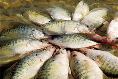 News & Tips: Crappie Fishing Tips From Bill Dance