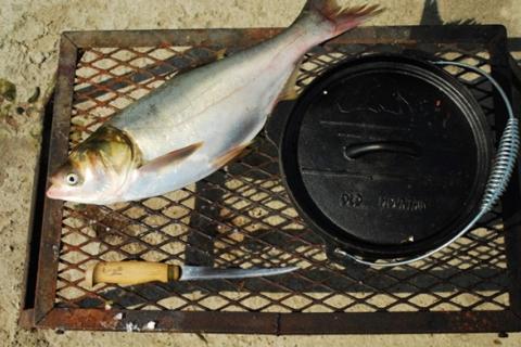 News & Tips: Asian Carp Invasion? Make Chowder