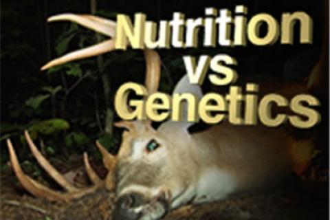 News & Tips: Whitetail Bucks: Antler Size & Genetics, Fact or Fiction? (video)...