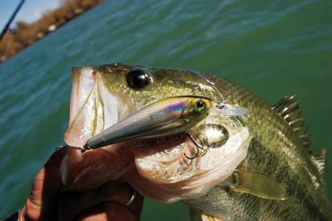 Best Lures for Bass Fishing vs. Most Popular Lures for Bass Fishing 