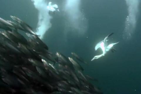 News & Tips: Forage Fish: Anchovies Aren't Just for Pizza (video)...