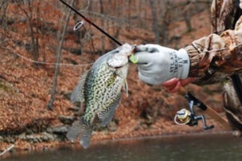 News & Tips: Cold Weather Tactics for Lake of the Ozarks Crappie...