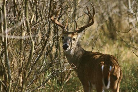 News & Tips: Learn to Adapt to These 7 Deer Rut Complications...