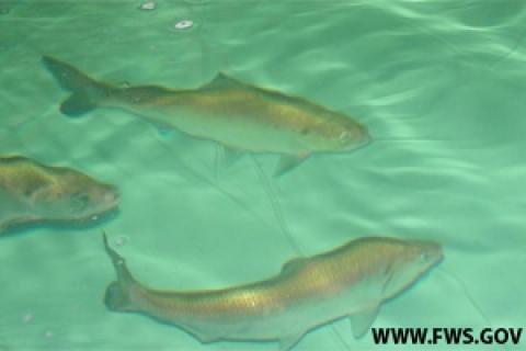 Fishing the Shad Migration Along Coastal Rivers